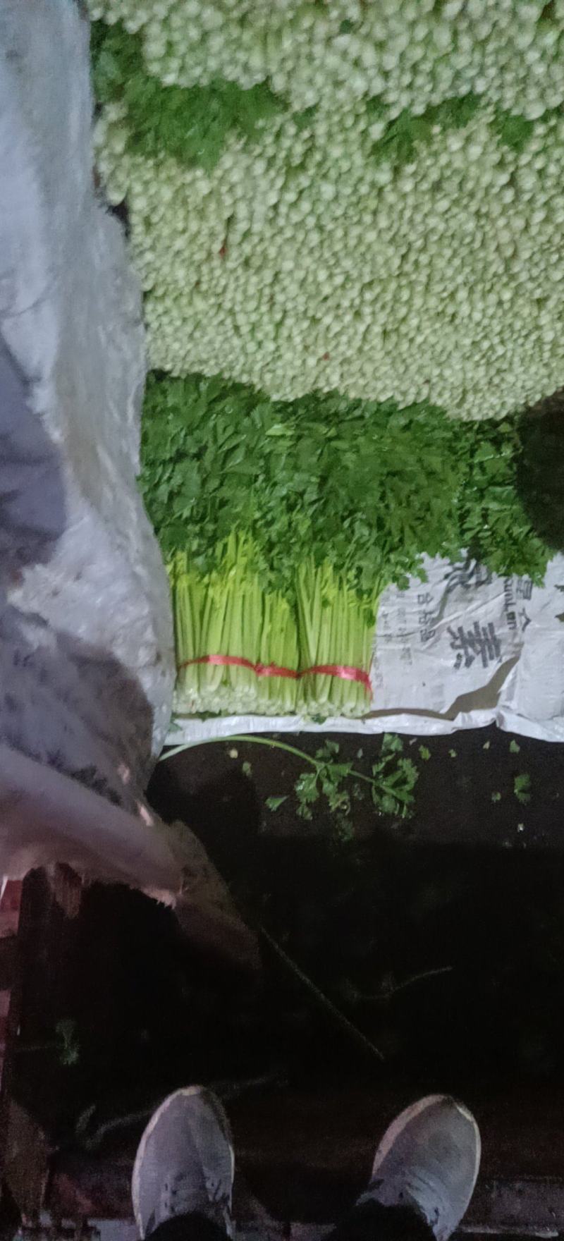 精品毛芹精品毛芹，高原夏菜，质量保证