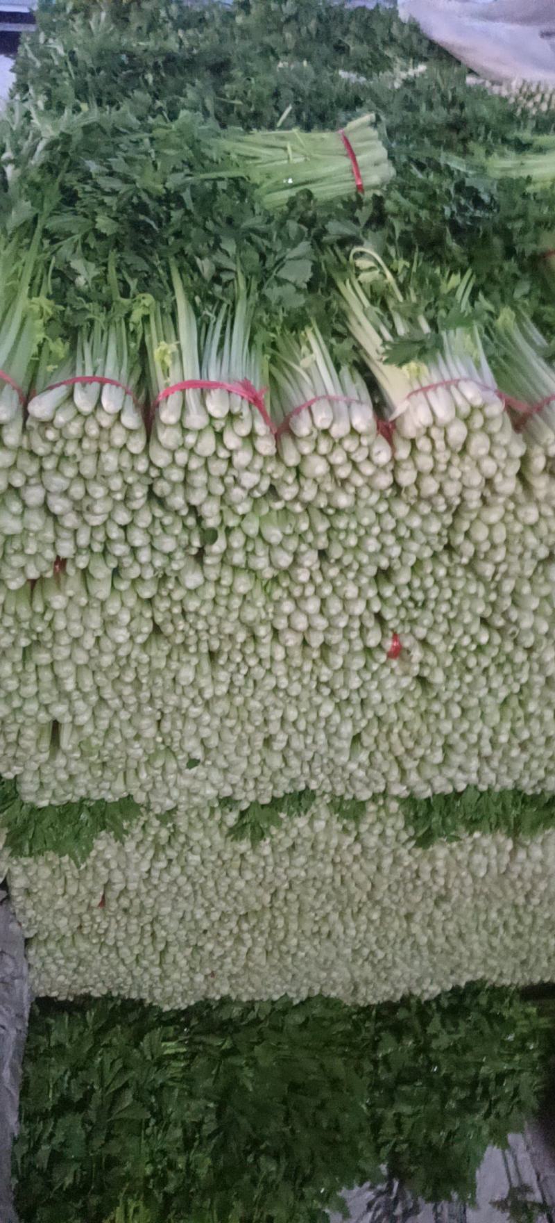 精品毛芹精品毛芹，高原夏菜，质量保证
