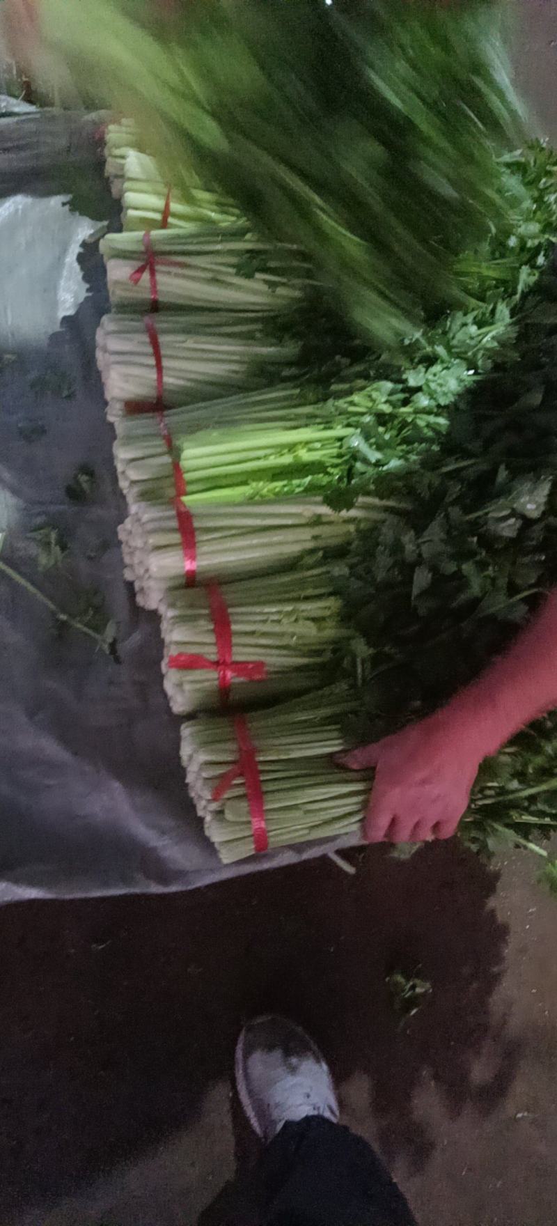精品毛芹精品毛芹，高原夏菜，质量保证