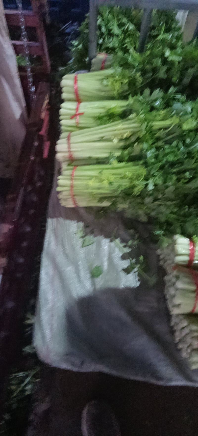 精品毛芹精品毛芹，高原夏菜，质量保证
