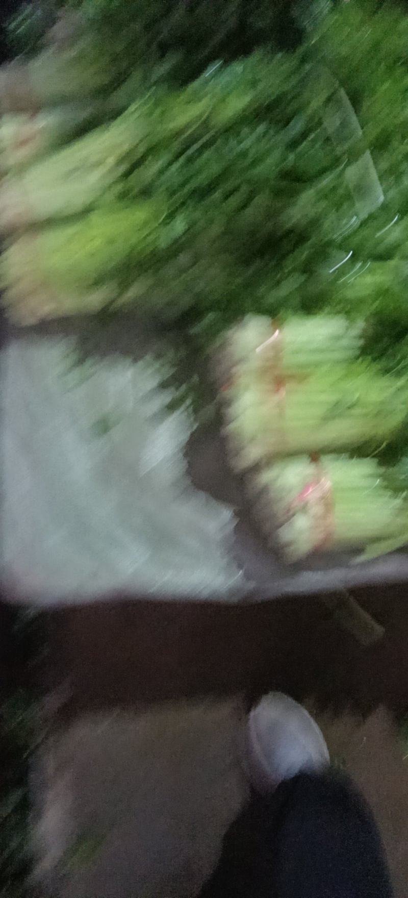 精品毛芹精品毛芹，高原夏菜，质量保证