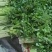 精品毛芹精品毛芹,高原夏菜,质量保证