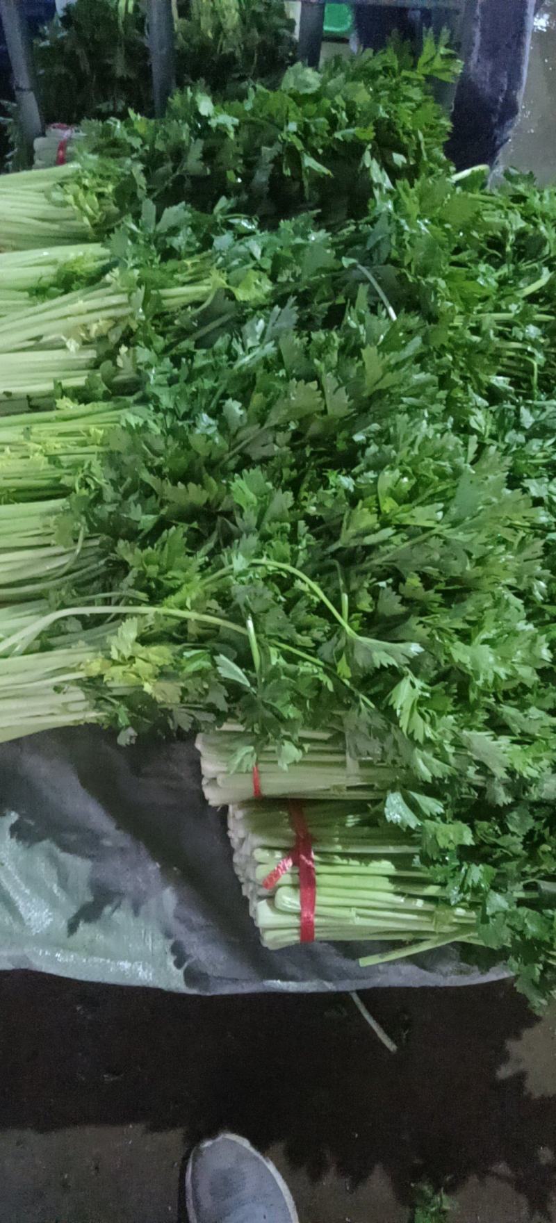 精品毛芹精品毛芹，高原夏菜，质量保证
