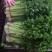 精品毛芹精品毛芹,高原夏菜,质量保证
