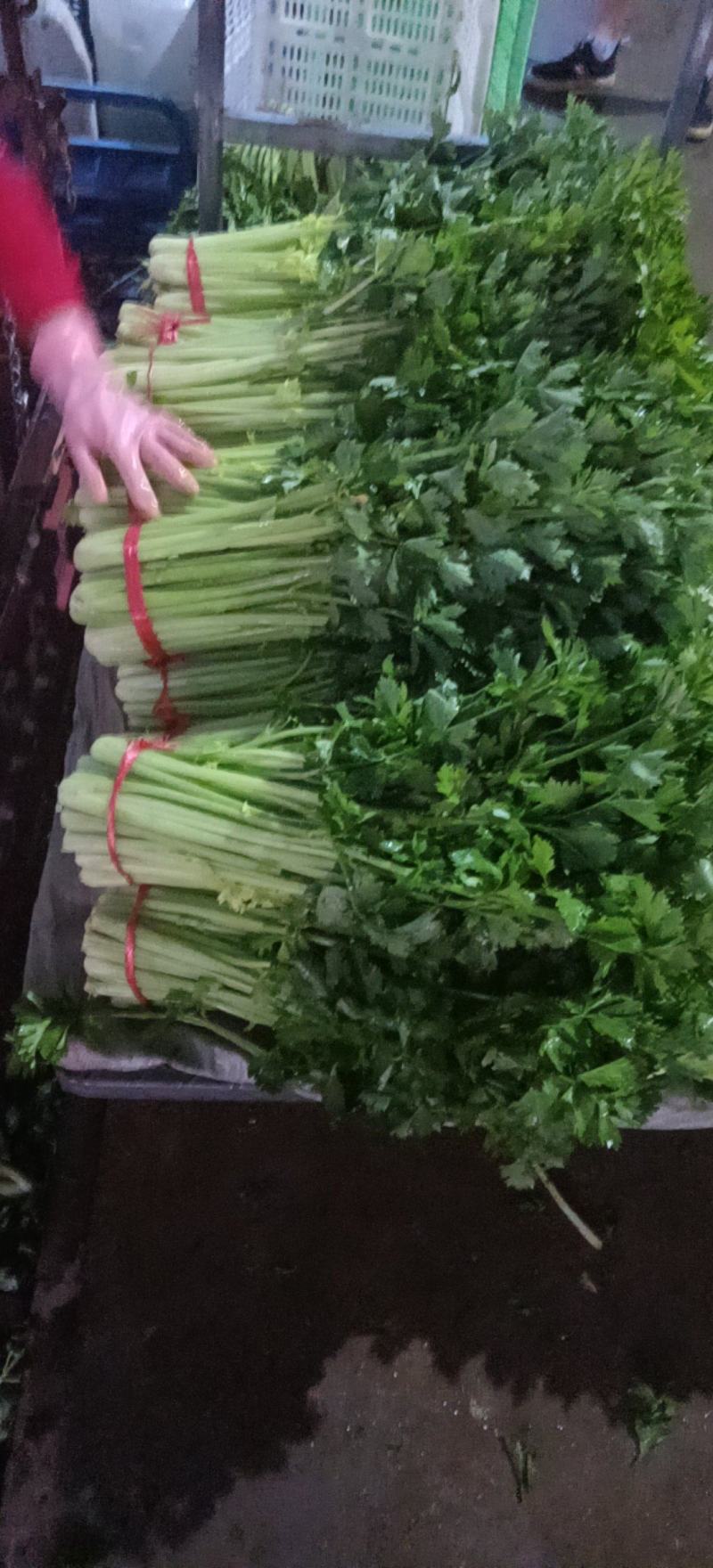 精品毛芹精品毛芹，高原夏菜，质量保证