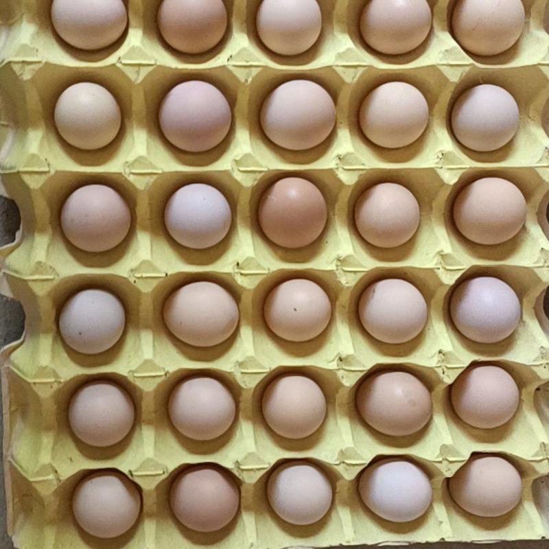 土鸡蛋，湖北土鸡蛋味道鲜美，鸡蛋新鲜，运费买家付