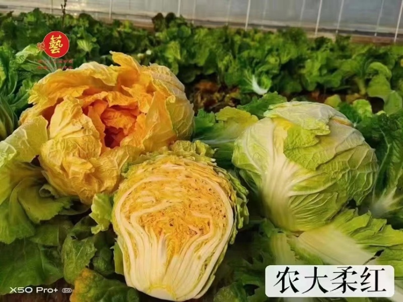 代育白菜苗小包23大白菜苗秦白二号东京2号