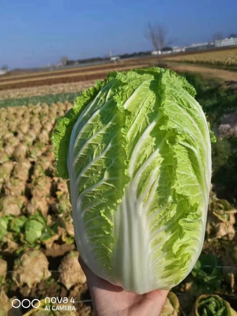 代育白菜苗小包23大白菜苗秦白二号东京2号