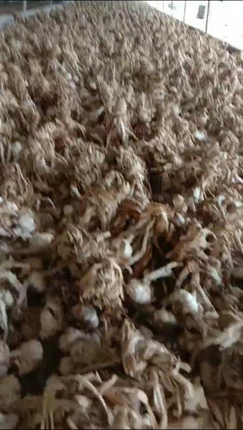 精品大蒜出售中，个头大，颜色好，需要的可联系