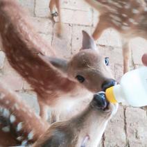 喂养宠物鹿听话的梅花鹿，景区动物园萌宠可以和人互动