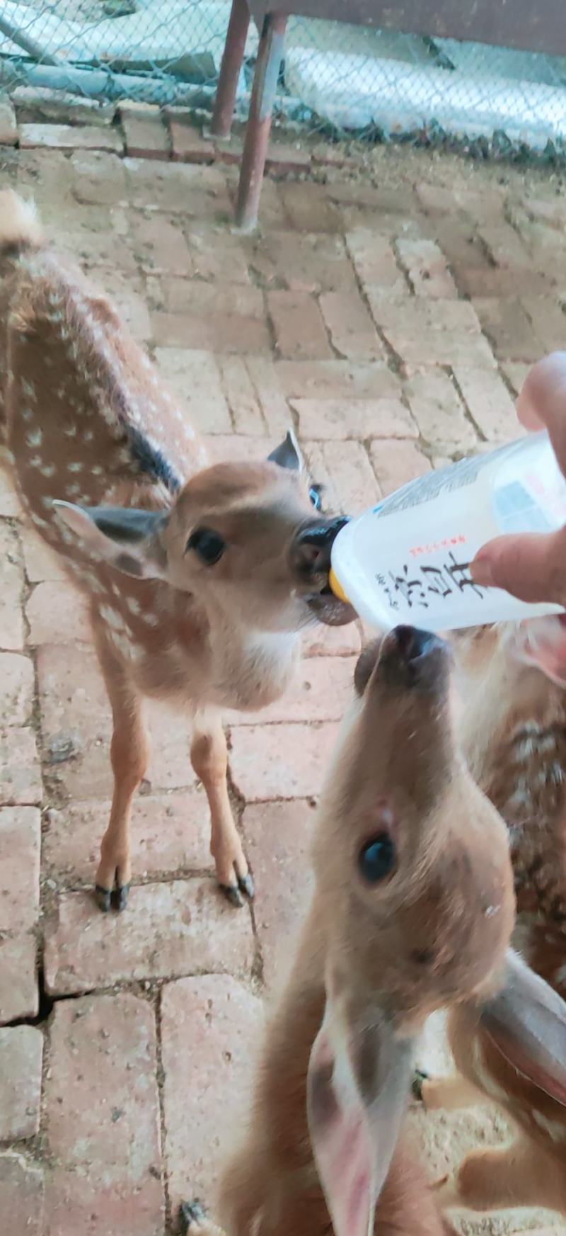 喂养宠物鹿听话的梅花鹿，景区动物园萌宠可以和人互动