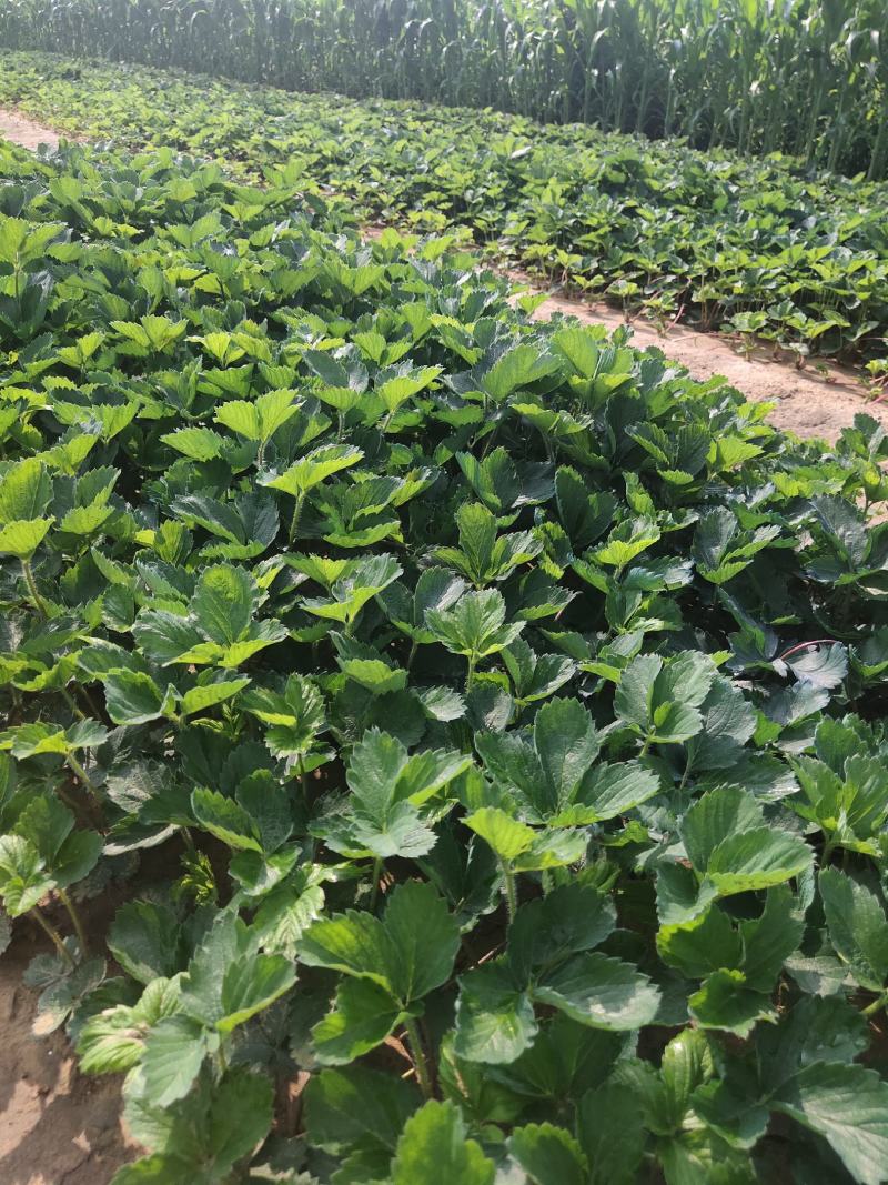 草莓苗