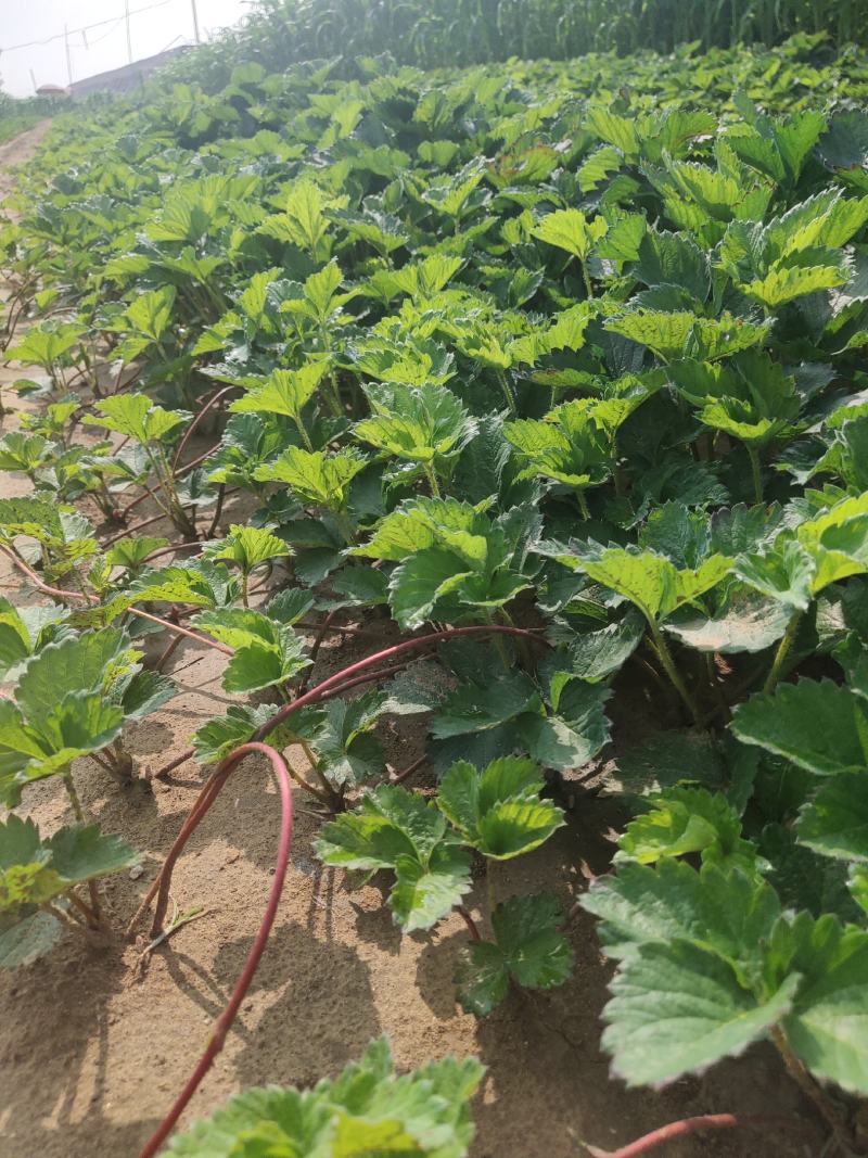 红颜草莓种苗