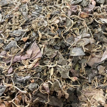 天然金线莲