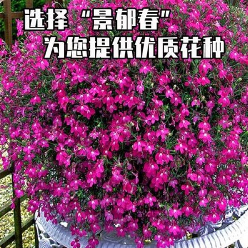 六倍利花种子盆栽垂吊半边莲翠蝶花阳台种子籽孑四季开花植物