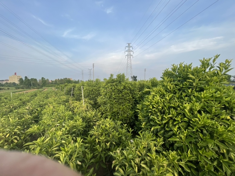 非洲茉莉灰莉全规格批发
