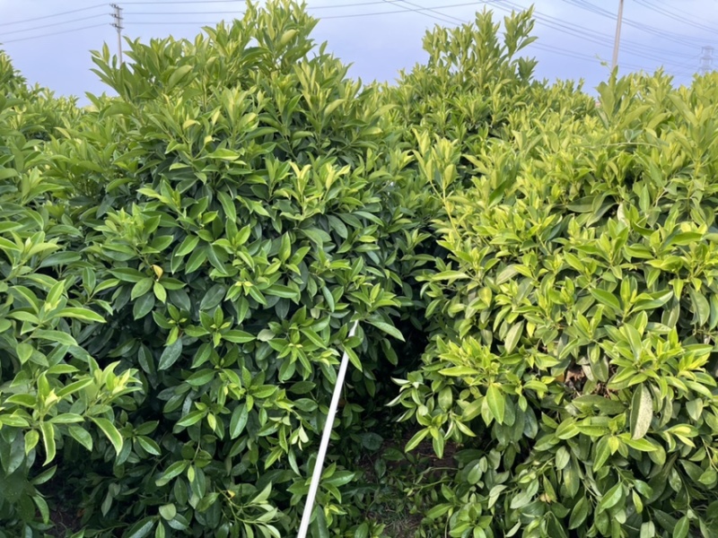 非洲茉莉灰莉全规格批发