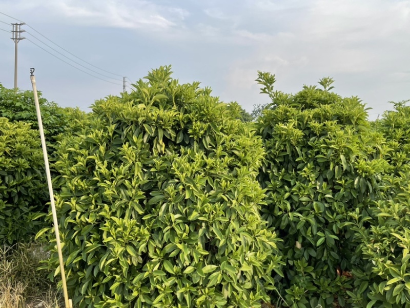 非洲茉莉灰莉全规格批发