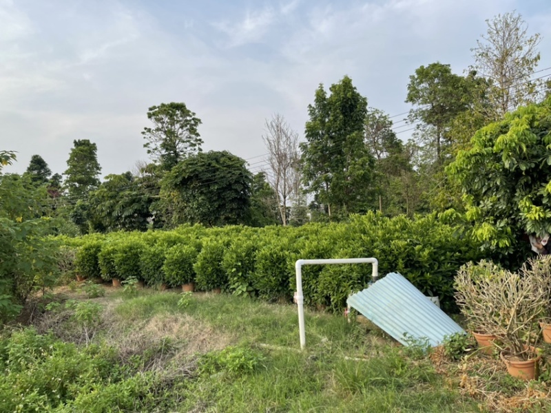 非洲茉莉灰莉全规格批发