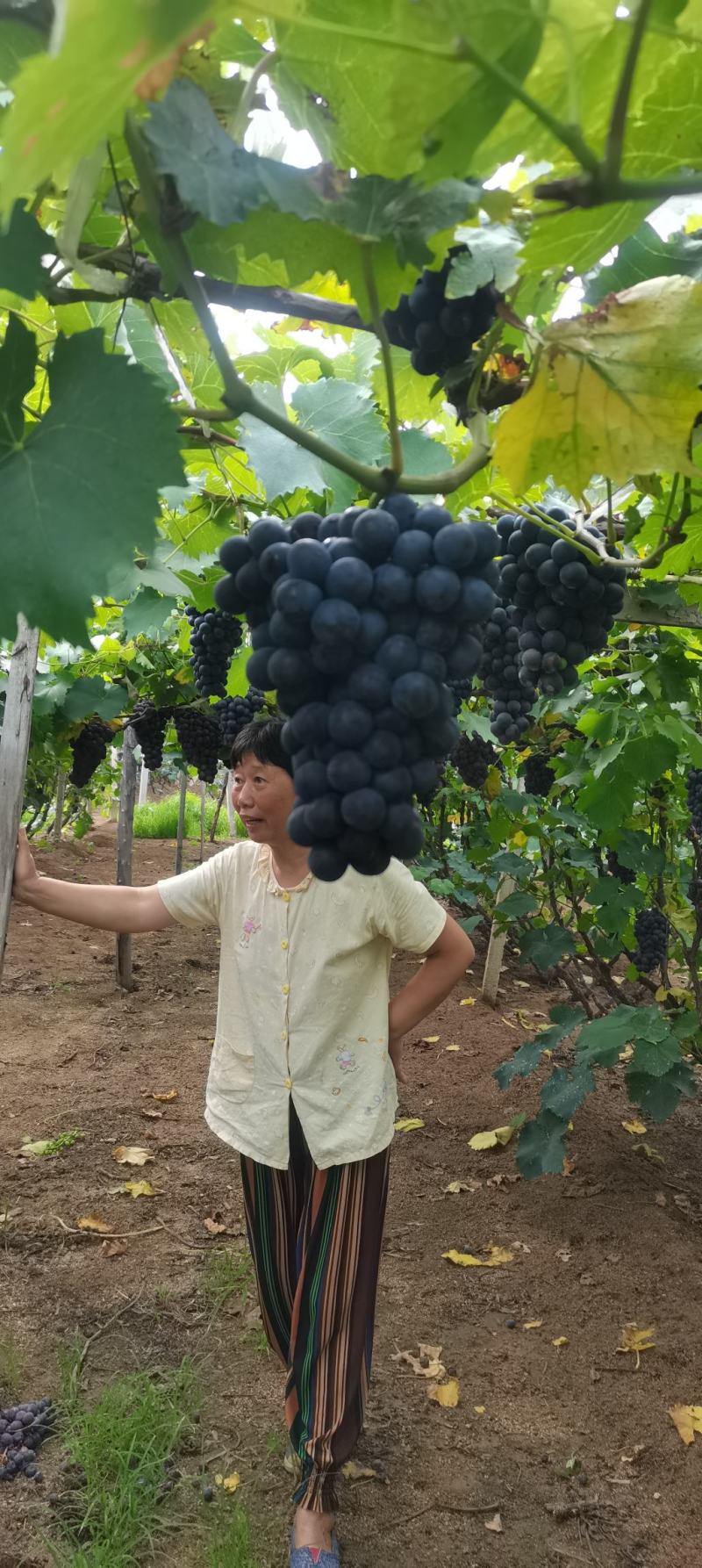 夏黑葡萄，含糖量20左右，口感脆甜，色黑挂大果粉好。
