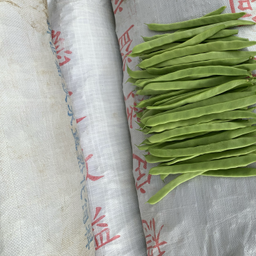 豆角大量上市，需要的联系
