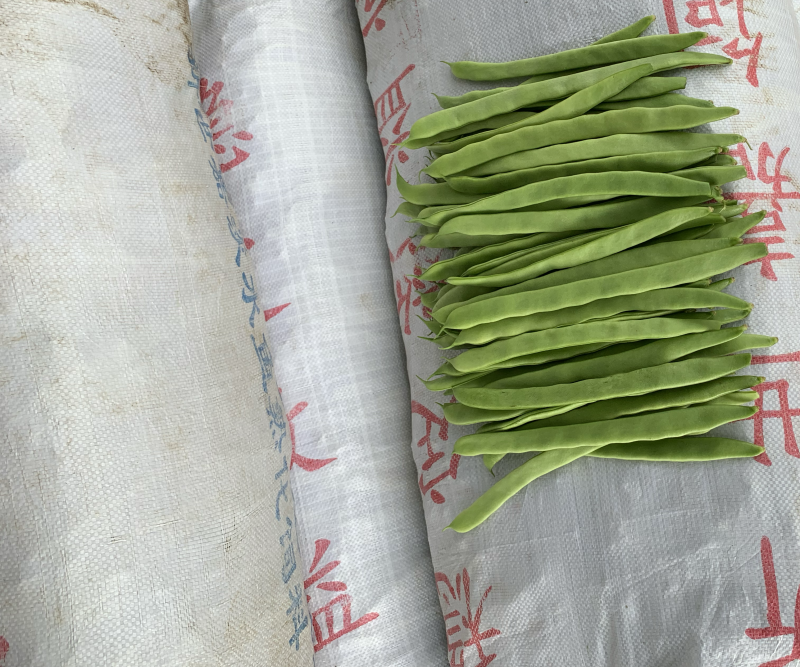 豆角大量上市，需要的联系