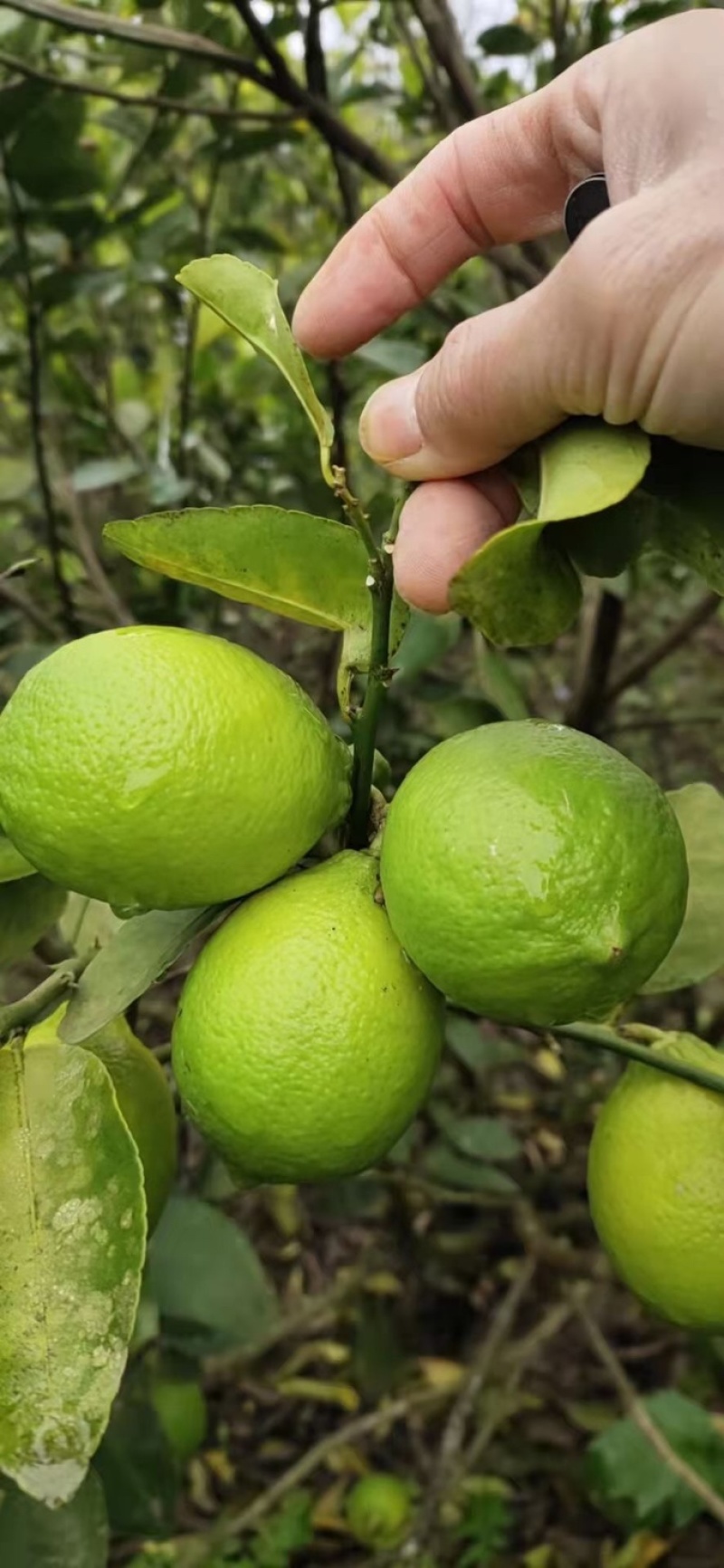 无籽青柠檬