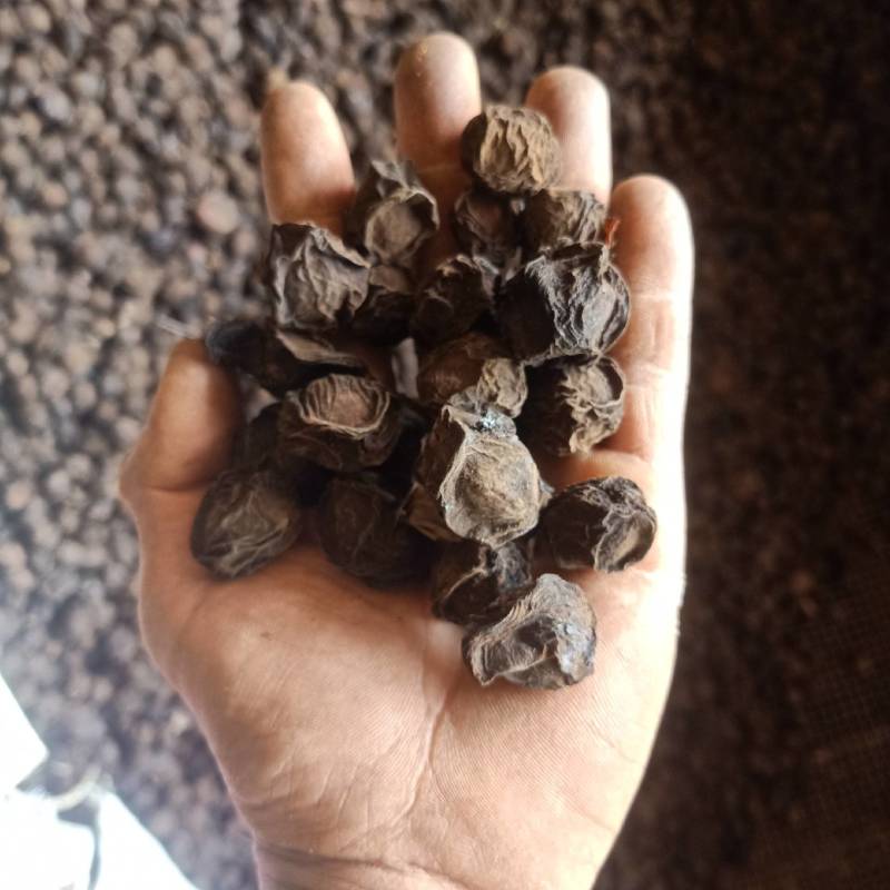 烟薰乌梅，乌梅干，颗粒均匀，一手货源，欢迎来电洽谈合作