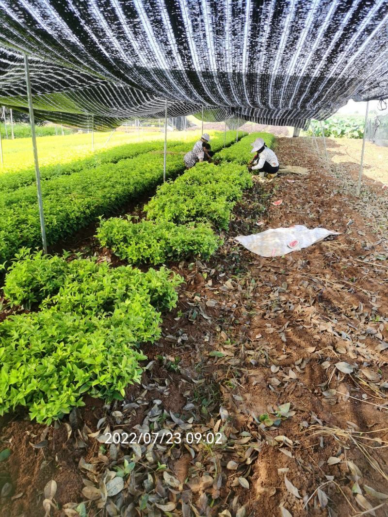 四季桂小苗供应根须发达叶面青秀一年规格工程苗