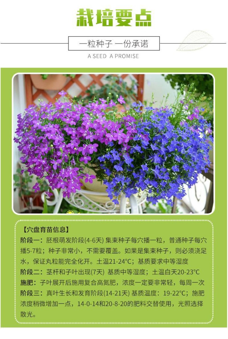 易爆盆四季开花室内阳台阳台盆栽庭院易种