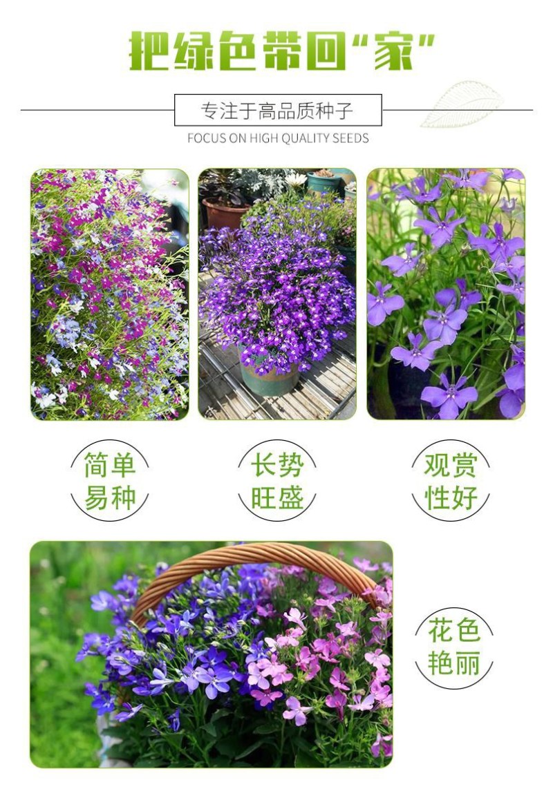 易爆盆四季开花室内阳台阳台盆栽庭院易种