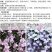 易爆盆四季开花室内阳台阳台盆栽庭院易种