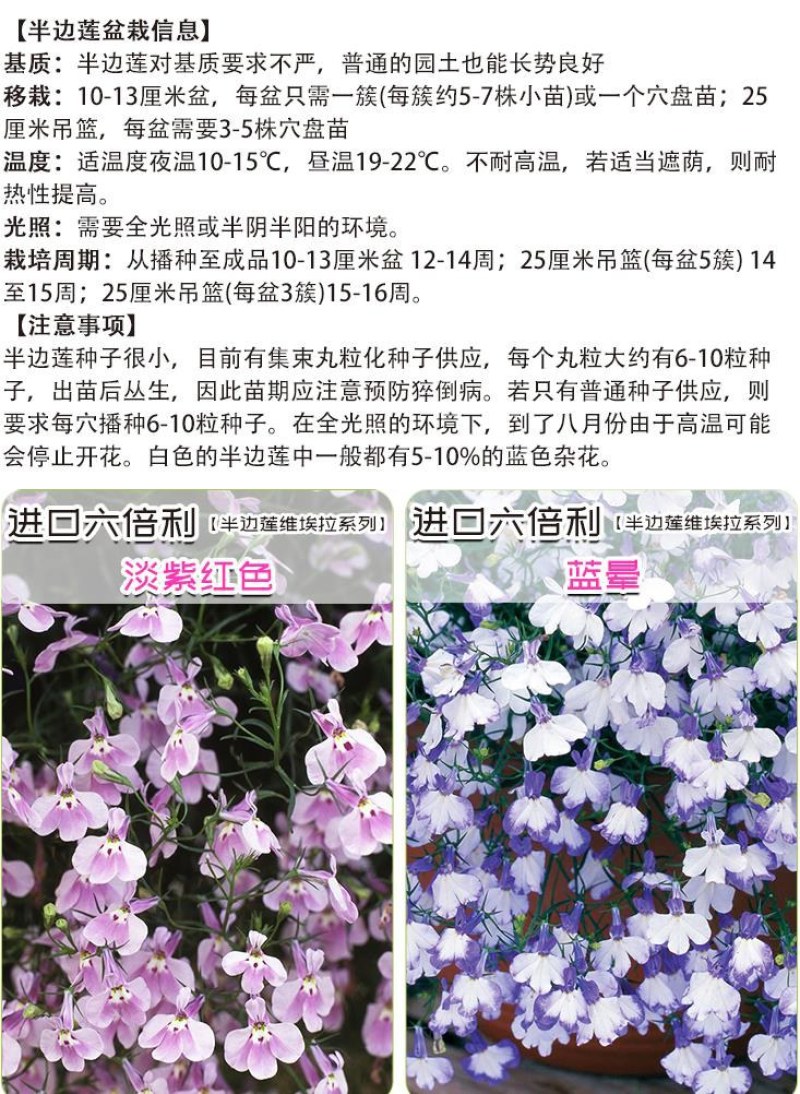易爆盆四季开花室内阳台阳台盆栽庭院易种