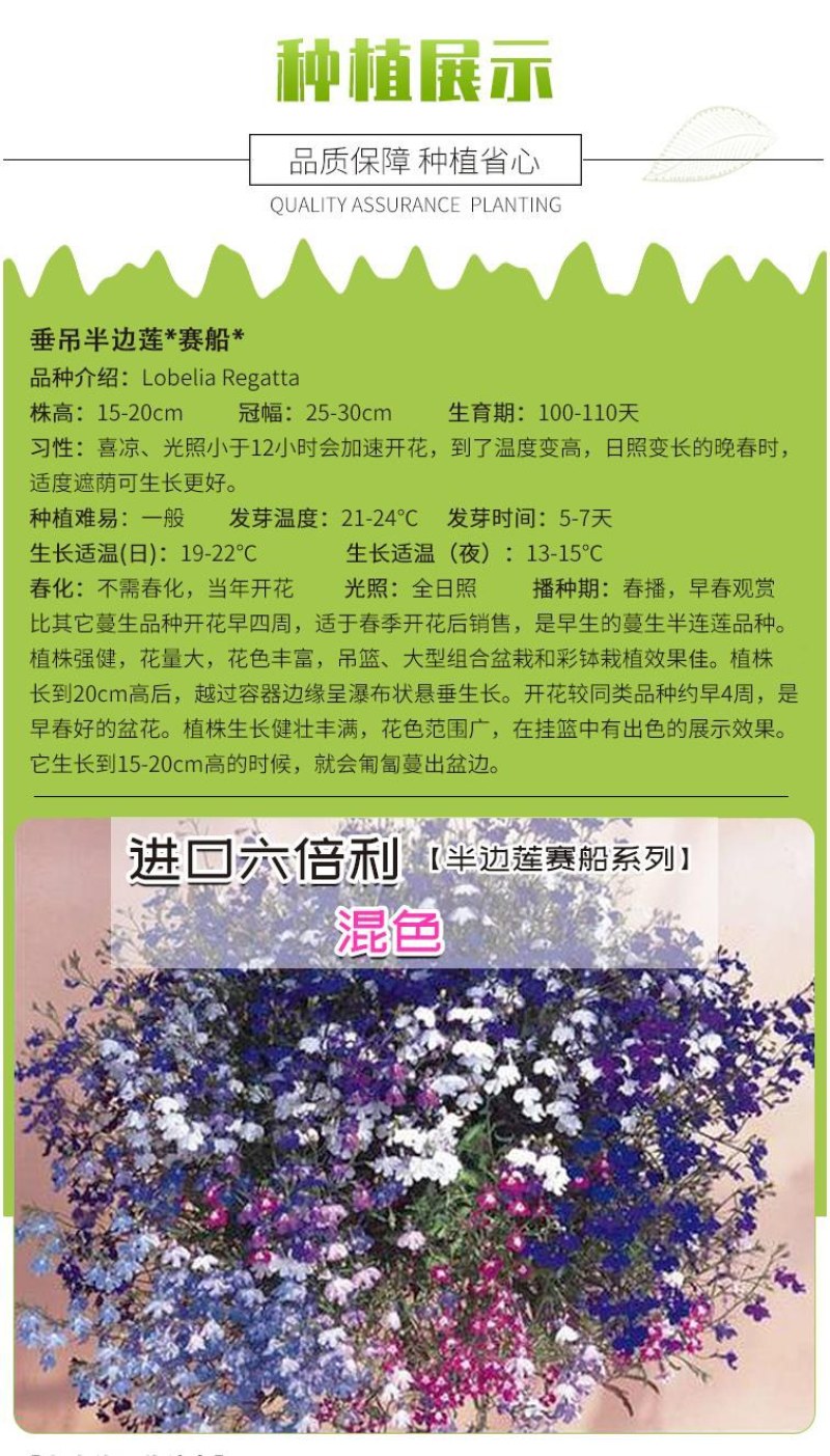 易爆盆四季开花室内阳台阳台盆栽庭院易种