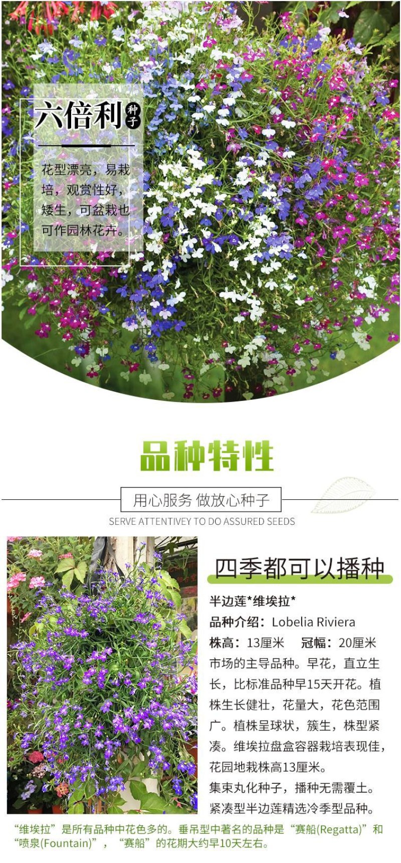 易爆盆四季开花室内阳台阳台盆栽庭院易种