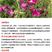 易爆盆四季开花室内阳台阳台盆栽庭院易种