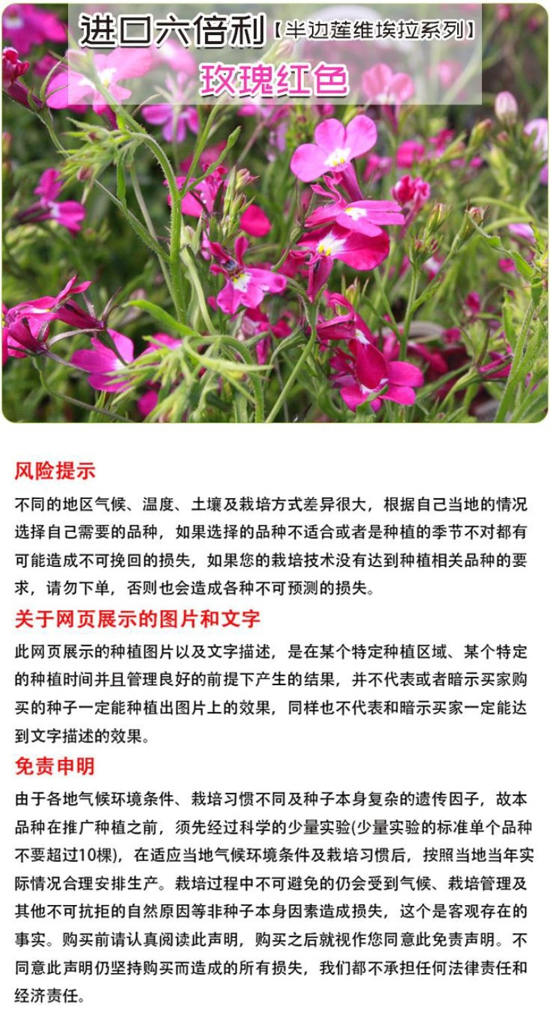 易爆盆四季开花室内阳台阳台盆栽庭院易种
