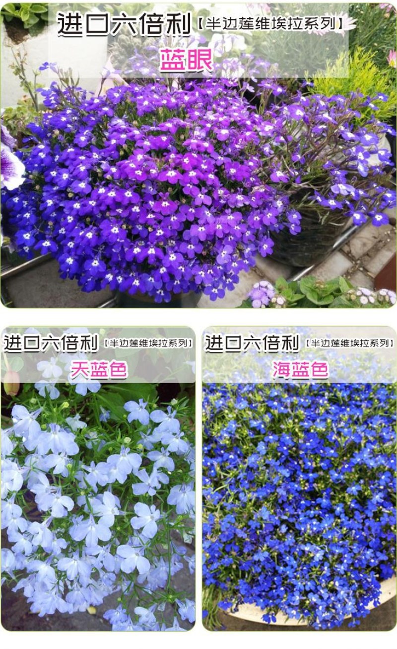 易爆盆四季开花室内阳台阳台盆栽庭院易种