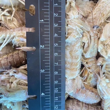 虾爬子，皮皮虾