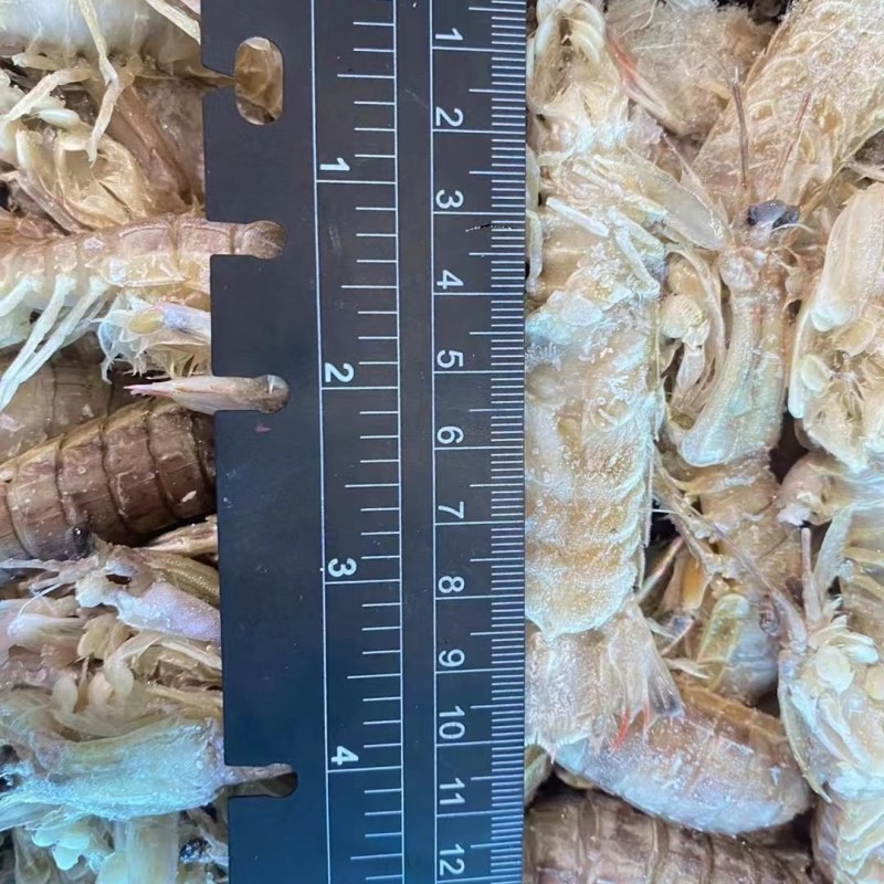 虾爬子，皮皮虾
