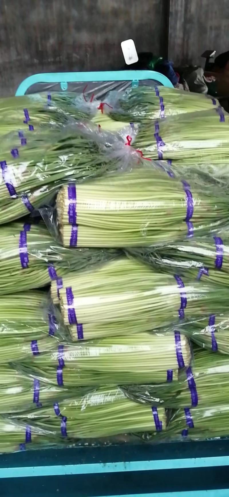 河南濮阳冷库保鲜蒜苔真一手货源量大从优欢迎咨询