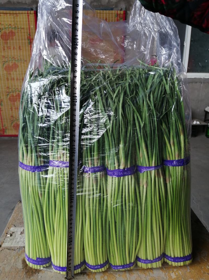 河南濮阳冷库保鲜蒜苔真一手货源量大从优欢迎咨询