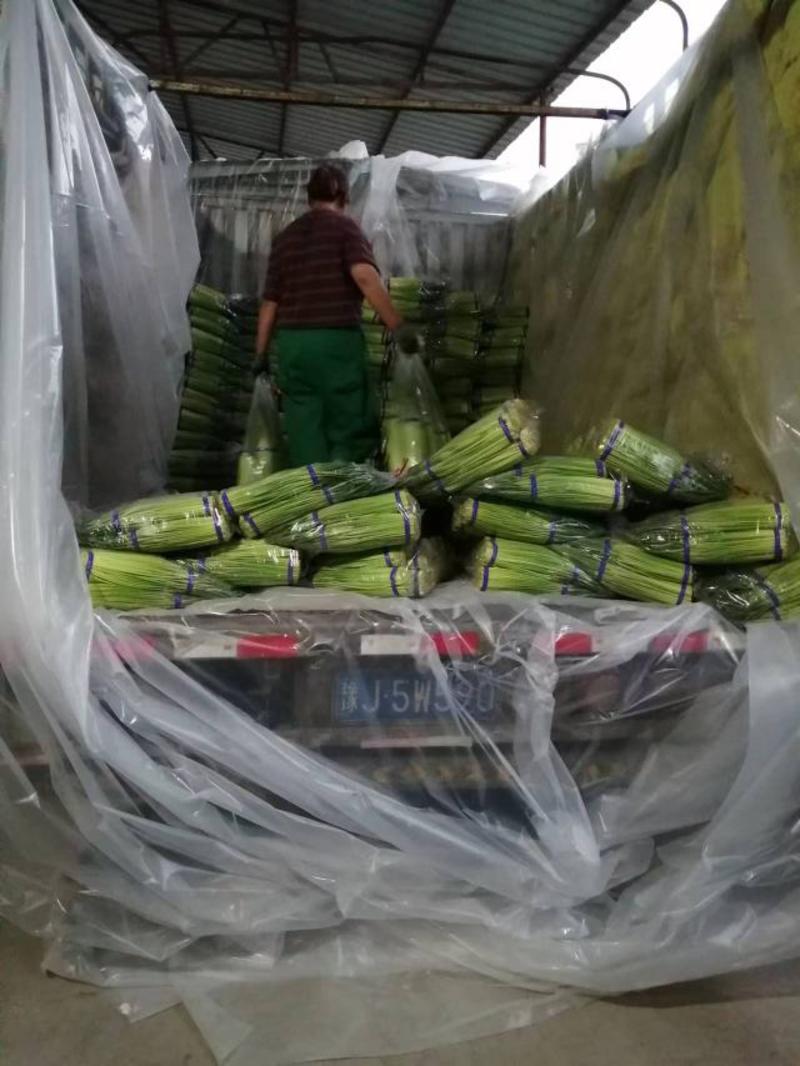 濮阳红帽蒜苔自有冷库600吨现货供应保鲜包装一条
