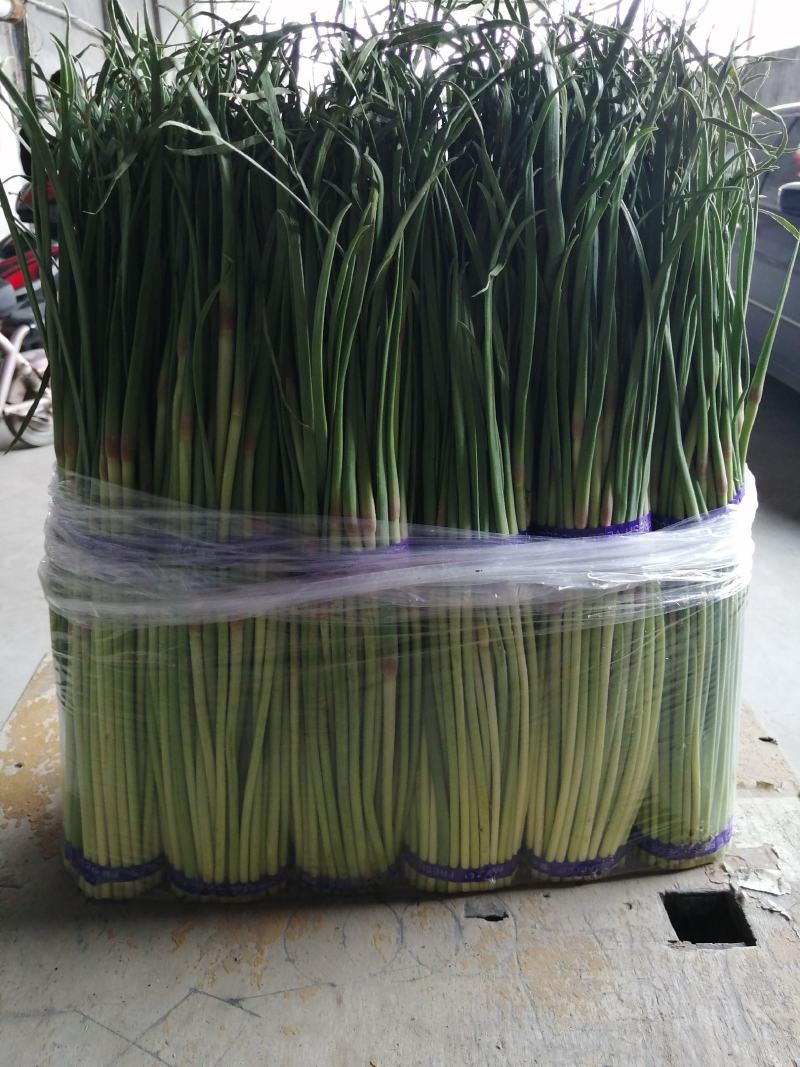 濮阳红帽蒜苔自有冷库600吨现货供应保鲜包装一条