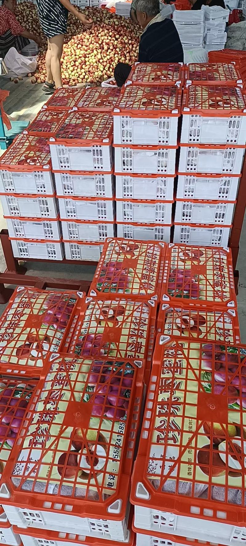 山东枣油桃，珍珠枣油桃大量现货，保质保量