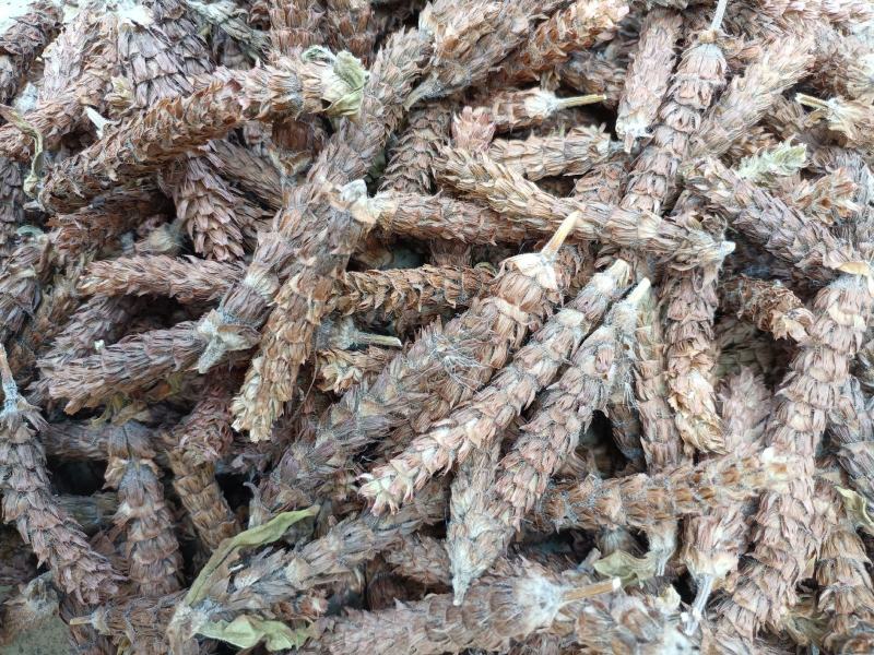 河南驻马店确山新货夏枯球大花，产地直供，量大从优