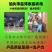 纯正草鸡苗,耐粗饲,疫苗齐全,伤亡率低,运输伤亡包赔
