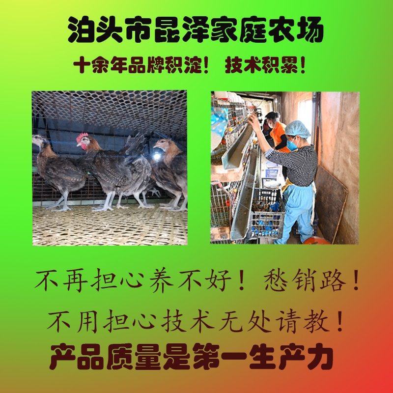 纯正草鸡苗，耐粗饲，疫苗齐全，伤亡率低，运输伤亡包赔