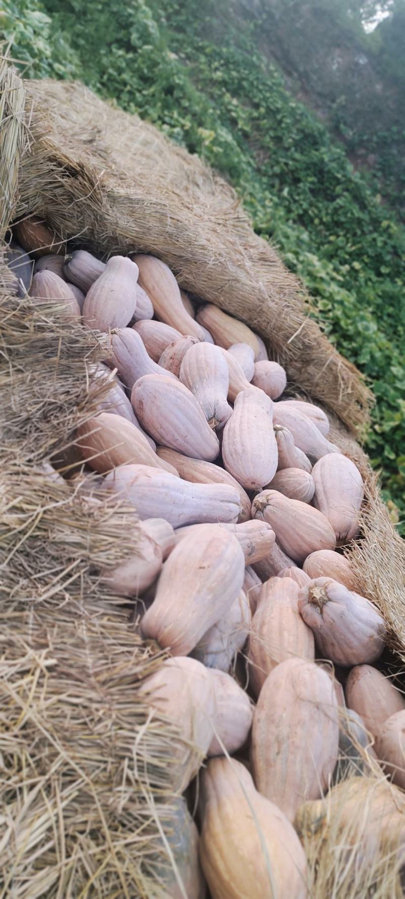 重庆垫江秘本老南瓜