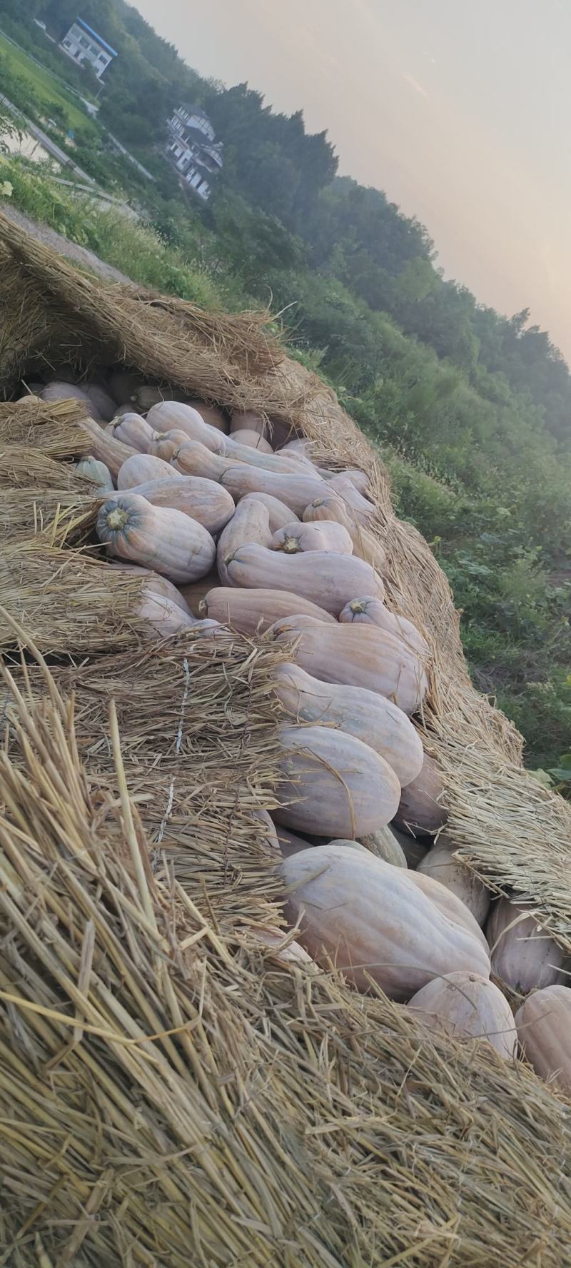 重庆垫江秘本老南瓜